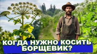 Когда и в каких случаях необходимо косить борщевик / Ситуации когда нужен покос борщевика на участке