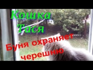Буня охраняет черешню... Дворовая кошка Тася. Чихуахуа Пулька и шотландская кошка Буня. .