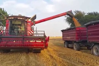 Żniwa 2015 Pszenica DURUM Case Axial-Flow 5140 cz.2