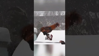 ПАВЛОВСКИЕ или ОРЛОВСКИЕ _СНЕЖНЫЙ БАТЛ_КУРИНЫЙ ПРАЗДНИК #Orloff or Pavlovian #chickens  SNOW BATTLE