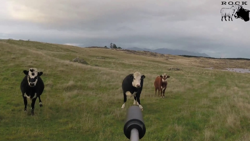 Cattle kill shot