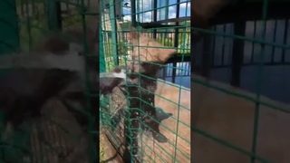 Медвежонок отжигает!! Танцы с водой.. #животные #биосфера #калуга #медведь