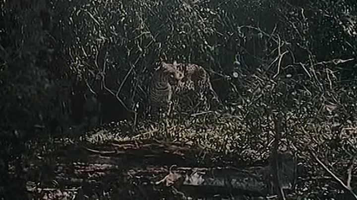 Buitres en la selva No Vultures