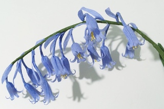 ABC TV | How To Make Bluebells Paper Flowers From Crepe Paper - Craft Tutorial