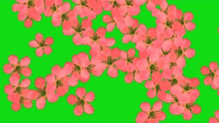 Футаж переход цветы,футажи hd,футаж падающие цветы, футаж переход цветы