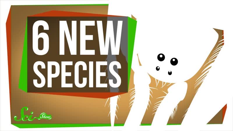 6 of the Coolest New Species Discovered in the Last