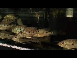 Satanoperca daemon 'Rio Orinoco' WC, Pterophyllum altum 'Rio Orinoco' WC