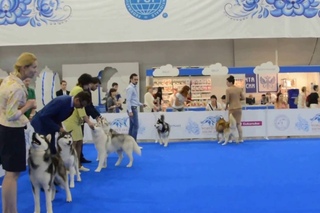 WDS-16, Siberian Huskies, Males/Open Class - CAC,
