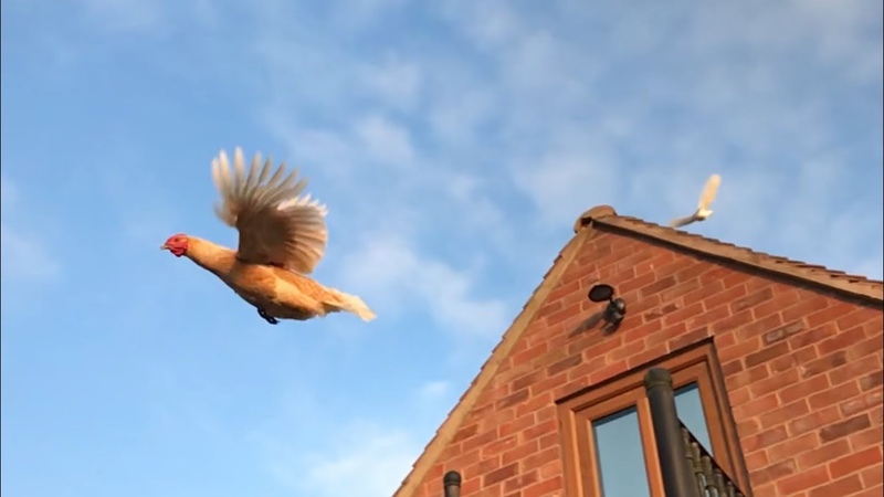 Chickens Flying In The