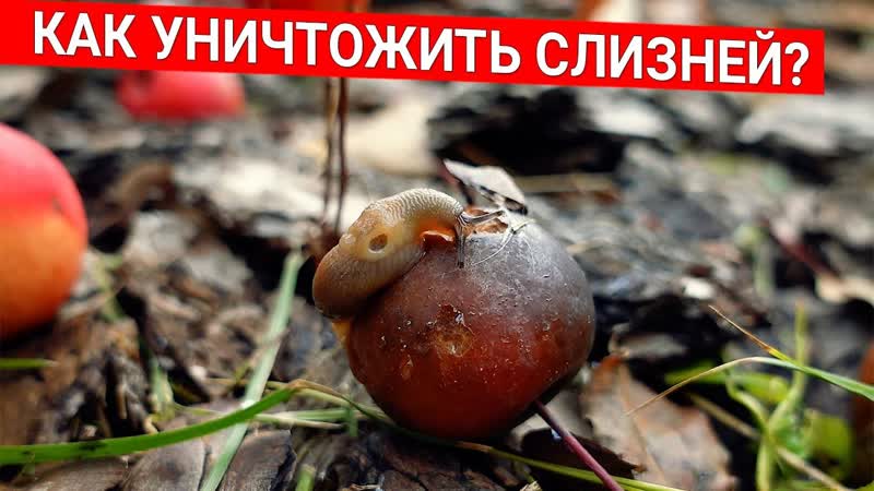 Я взяла ПИВО и СМЕТАНУ и пошла