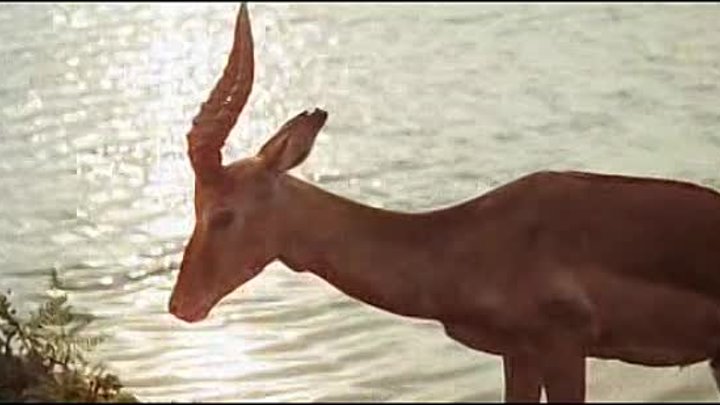 The Naked Prey ( La presa desnuda) 1966, Cornel Wilde