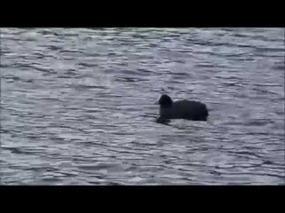 Голос лысухи Voice Eurasian coot