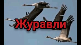 Далеко далеко журавли улетели/христианская песня