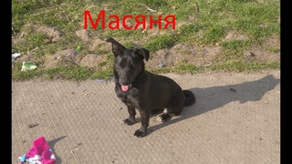 Полтава. Шестеро дівчаток мріють мати дім.  099 058 01 21 - Людмила.  066 915 17 20 - Анжела.
