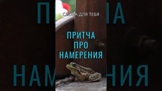 Притча со Смыслом | Три Лягушки | Мудрые Слова #мудрость #притчи #мотивация #мудрыеслова