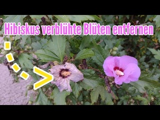 Hibiskus verblhte Blten UNBEDINGT entfernen - Hibiskus verblht was tun