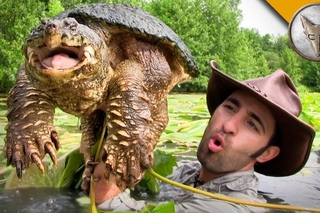 Diving for Snapping Turtles!