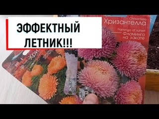 #однолетниецветы ЭФФЕКТНЫЙ ЛЕТНИК! #хризантелла #изсемян #посадка #нарассаду #однолетники #сад