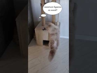 махаться будешь со мной #shorts #альбус #айми #котики #коты #приколы2022