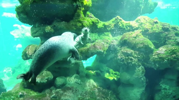 Il nuovo cucciolo di foca dell Acquario di