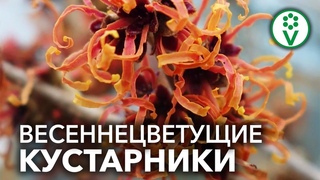 ЭТИ КУСТАРНИКИ ПРЕОБРАЗЯТ ВАШ САД ВЕСНОЙ! Виды и сорта форзиции и гамамелиса