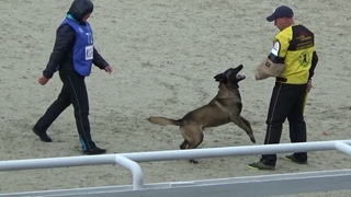 2023 IGP CACT 6 Наталья Иваничева и Restless Khunde Coul (Малинуа) С93