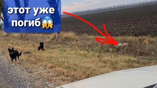 Выкинули 4 собак на мороз в поляодин уже погиб. Вы что НЕЛЮДИ творите