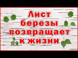 Лист березы возвращает к жизни - Birch leaf brings back to life