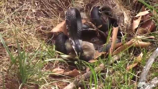 Snake catches baby rabbit, Momma comes to save the