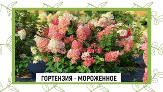 ГОРТЕНЗИЯ - МОРОЖЕННОЕ
