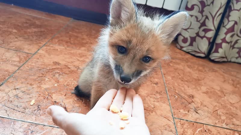 Little Foxie Eats Egg Yolk Лисенок ест желток
