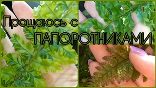 Финальный обзор ПАПОРОТНИКОВ🌷Нефролепис Тайгер🌱Дассада🌷Хумата Даваллия🌱Вариегатные папоротники🌱