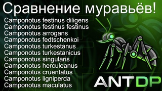 В чём разница?