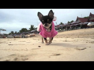 Chihuahua Puppies from Chichannel