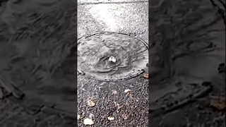 Канализационный люк бурлит в центре Калуги