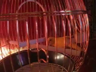 Феникс желтый в клетке золотой