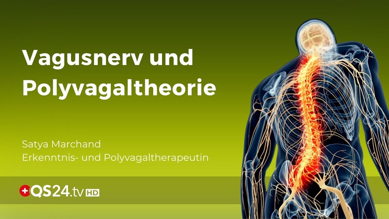Vagusnerv und Polyvagaltheorie, Natur MEDIZIN, QS24