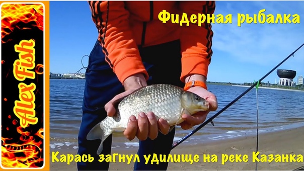 Фидерная рыбалка. у Карась загнул удилище на реке
