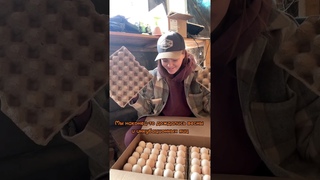 ИНКУБАЦИЯ И ВЫРАЩИВАНИЕ БРОЙЛЕРОВ