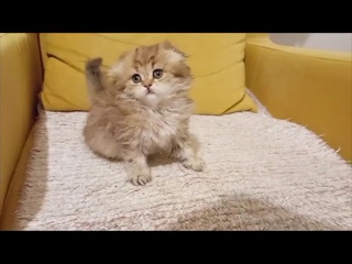 шотландская вислоухая девочка