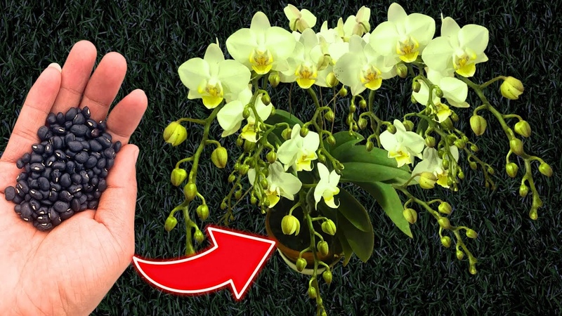 Natural black fertilizer, just a spoonful of orchids bloom continuously all year