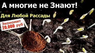 Я ОБАЛДЕЛ! Добавил в Почву - ТАКОЙ РАССАДЫ Я НЕ  ВИДЕЛ  Рассада   Толстый Крепыш
