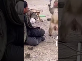 It Aint No Fun When The Baboon Got The ..