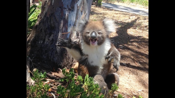 Koala Gets Kicked Out Of Tree and
