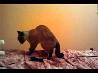 Коте танцует