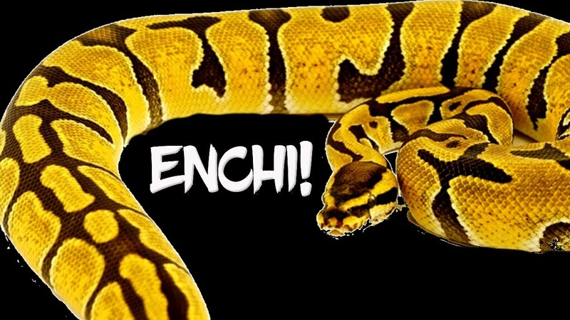 Enchi: The number one most popular ball python