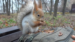 Кормлю Копию и белку с Лапкой / I feed Copy and a squirrel with a Paw