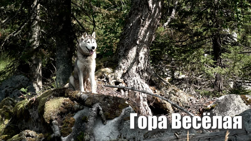 Весёлые