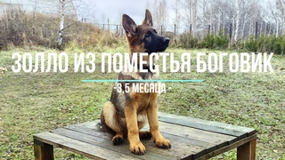 ЗОЛЛО ИЗ ПОМЕСТЬЯ БОГОВИК зонарно-рыжий щенок немецкой овчарки (3,5 месяца)