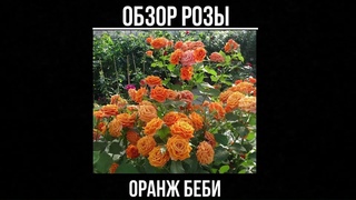 Обзор розы Оранж Беби (Спрей) - Orange Babyflor (Еvers Германия, 1994)